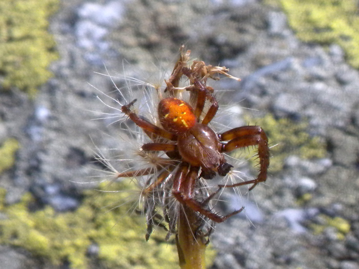 Araneus quadratus